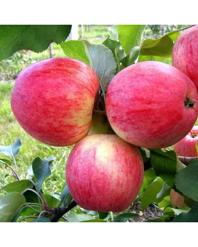 Яблуня домашня Мельба (літня) | Malus domestica Melba (summer) | Яблоня домашняя Мельба (летняя)