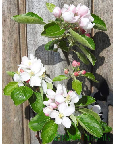Яблуня домашня Мельба (літня) | Malus domestica Melba (summer) | Яблоня домашняя Мельба (летняя)