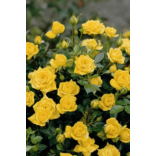 Троянда `Єлоу Бейбі`|Rosa `Yellow Baby`|Роза `Елоу Бейби`