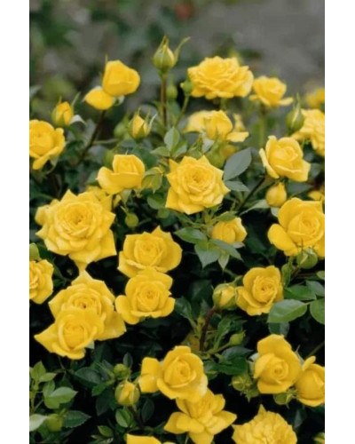 Троянда `Єлоу Бейбі`|Rosa `Yellow Baby`|Роза `Елоу Бейби`