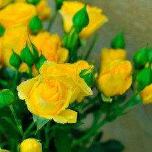 Троянда `Єлоу Бейбі`|Rosa `Yellow Baby`|Роза `Елоу Бейби`