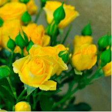 Троянда `Єлоу Бейбі`|Rosa `Yellow Baby`|Роза `Елоу Бейби`