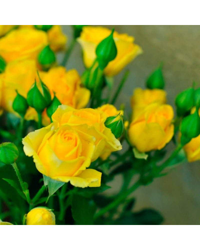 Троянда `Єлоу Бейбі`|Rosa `Yellow Baby`|Роза `Елоу Бейби`