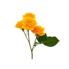 Троянда `Єлоу Бейбі`|Rosa `Yellow Baby`|Роза `Елоу Бейби`