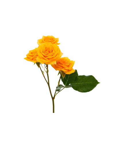 Троянда `Єлоу Бейбі`|Rosa `Yellow Baby`|Роза `Елоу Бейби`