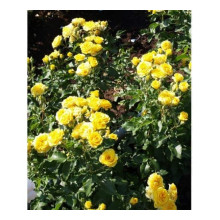 Троянда `Єлоу Бейбі`|Rosa `Yellow Baby`|Роза `Елоу Бейби`