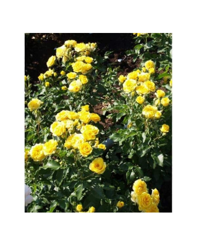 Троянда `Єлоу Бейбі`|Rosa `Yellow Baby`|Роза `Елоу Бейби`