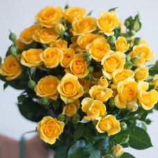 Троянда `Єлоу Бейбі`|Rosa `Yellow Baby`|Роза `Елоу Бейби`