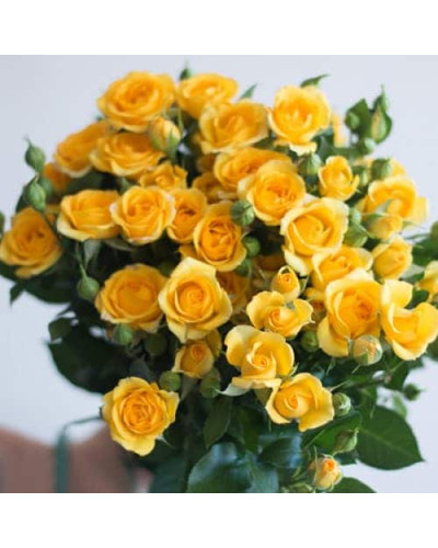 Троянда `Єлоу Бейбі`|Rosa `Yellow Baby`|Роза `Елоу Бейби`