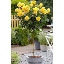 Троянда (жовта) ШТАМБ | Rose (yellow) SHTAMB | Роза (желтая) ШТАМБ