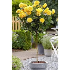 Троянда (жовта) ШТАМБ | Rose (yellow) SHTAMB | Роза (желтая) ШТАМБ