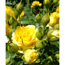 Троянда (жовта) ШТАМБ | Rose (yellow) SHTAMB | Роза (желтая) ШТАМБ