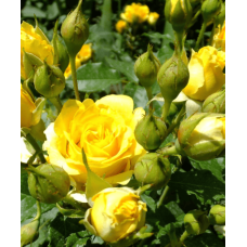 Троянда (жовта) ШТАМБ | Rose (yellow) SHTAMB | Роза (желтая) ШТАМБ