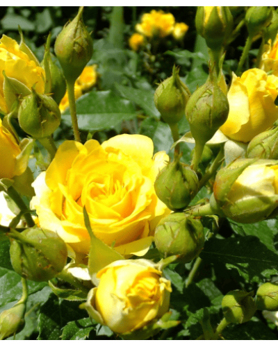 Троянда (жовта) ШТАМБ | Rose (yellow) SHTAMB | Роза (желтая) ШТАМБ