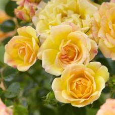 Троянда (жовта) ШТАМБ | Rose (yellow) SHTAMB | Роза (желтая) ШТАМБ