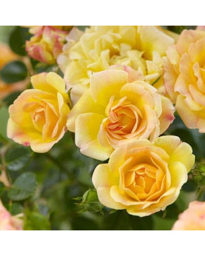 Троянда (жовта) ШТАМБ | Rose (yellow) SHTAMB | Роза (желтая) ШТАМБ