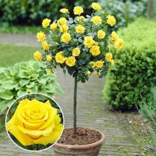 Троянда (жовта) ШТАМБ | Rose (yellow) SHTAMB | Роза (желтая) ШТАМБ