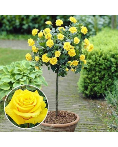 Троянда (жовта) ШТАМБ | Rose (yellow) SHTAMB | Роза (желтая) ШТАМБ