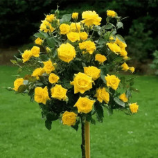 Троянда (жовта) ШТАМБ | Rose (yellow) SHTAMB | Роза (желтая) ШТАМБ
