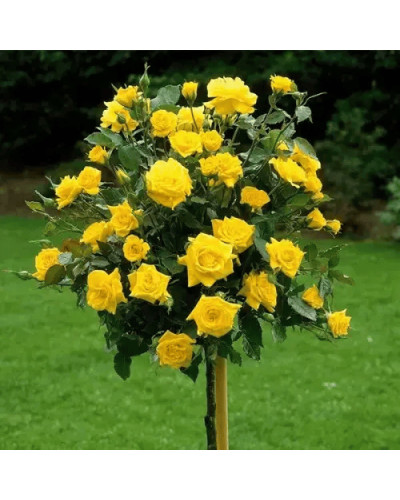 Троянда (жовта) ШТАМБ | Rose (yellow) SHTAMB | Роза (желтая) ШТАМБ