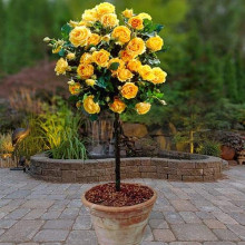 Троянда (жовта) ШТАМБ | Rose (yellow) SHTAMB | Роза (желтая) ШТАМБ