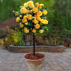 Троянда (жовта) ШТАМБ | Rose (yellow) SHTAMB | Роза (желтая) ШТАМБ