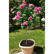 Троянда англійська на штамбі Альонушка (рожева) | English rose on the trunk Alenushka (pink) | Роза английская на штамбе Аленушка (розовая)