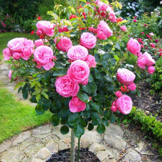 Троянда англійська на штамбі Альонушка (рожева) | English rose on the trunk Alenushka (pink) | Роза английская на штамбе Аленушка (розовая)