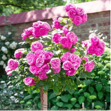 Троянда англійська на штамбі Альонушка (рожева) | English rose on the trunk Alenushka (pink) | Роза английская на штамбе Аленушка (розовая)