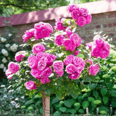 Троянда англійська на штамбі Альонушка (рожева) | English rose on the trunk Alenushka (pink) | Роза английская на штамбе Аленушка (розовая)