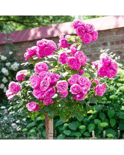 Троянда англійська на штамбі Альонушка (рожева) | English rose on the trunk Alenushka (pink) | Роза английская на штамбе Аленушка (розовая)