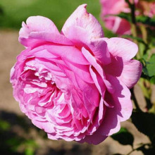 Троянда англійська на штамбі Альонушка (рожева) | English rose on the trunk Alenushka (pink) | Роза английская на штамбе Аленушка (розовая)