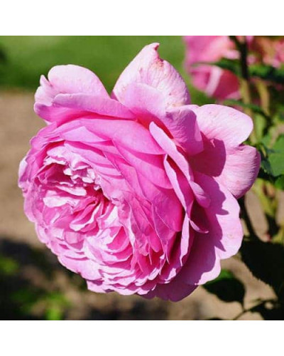 Троянда англійська на штамбі Альонушка (рожева) | English rose on the trunk Alenushka (pink) | Роза английская на штамбе Аленушка (розовая)