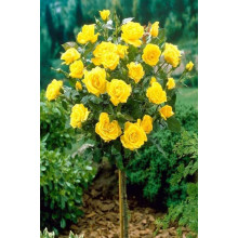 Троянда англійська на штамбі (жовта) | English rose on the trunk (yellow) | Роза английская на штамбе (желтая)