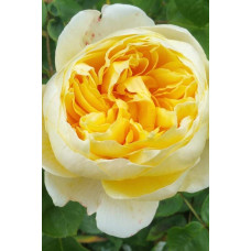 Троянда англійська на штамбі (жовта) | English rose on the trunk (yellow) | Роза английская на штамбе (желтая)