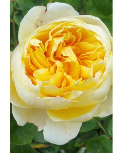 Троянда англійська на штамбі (жовта) | English rose on the trunk (yellow) | Роза английская на штамбе (желтая)