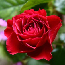 Троянда (червона) ШТАМБ | Rose (red) SHTAMP | Роза (красная) ШТАМБ