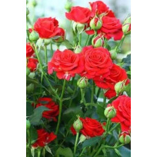 Троянда ’Крапля Червона’|Rosa ’Red Drop’|Роза ’Капля Красная’