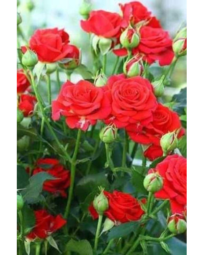 Троянда ’Крапля Червона’|Rosa ’Red Drop’|Роза ’Капля Красная’