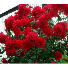 Троянда ’Крапля Червона’|Rosa ’Red Drop’|Роза ’Капля Красная’
