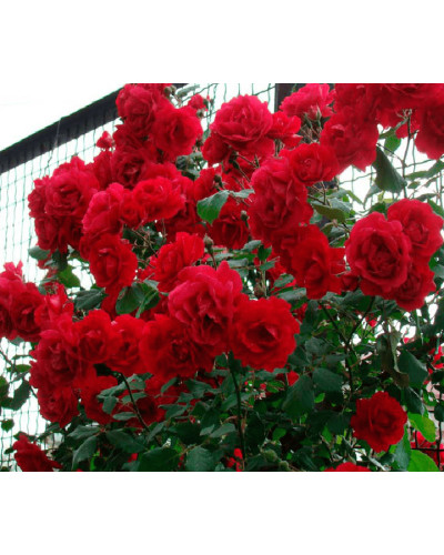 Троянда ’Крапля Червона’|Rosa ’Red Drop’|Роза ’Капля Красная’
