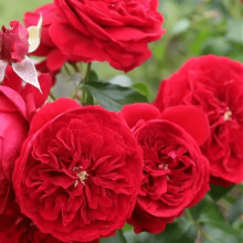 Троянда ’Крапля Червона’|Rosa ’Red Drop’|Роза ’Капля Красная’