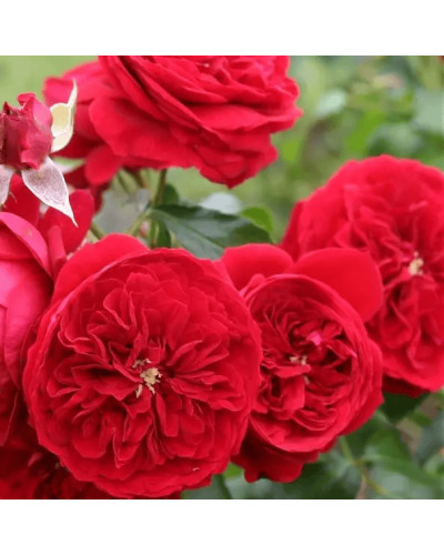 Троянда ’Крапля Червона’|Rosa ’Red Drop’|Роза ’Капля Красная’