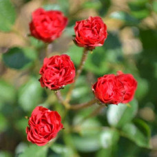 Троянда ’Крапля Червона’|Rosa ’Red Drop’|Роза ’Капля Красная’