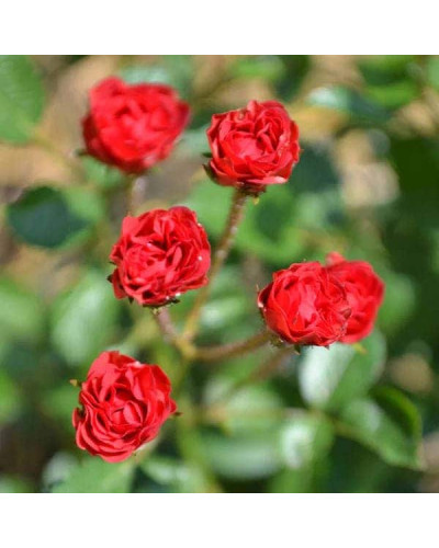 Троянда ’Крапля Червона’|Rosa ’Red Drop’|Роза ’Капля Красная’