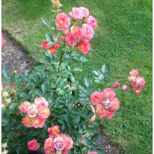 Троянда бордюрна Літл Сансет | Rosa Little Sunset | Роза бордюрная Литтл Сансет