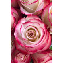 Троянда чайно-гібридна Світнес | Hybrid tea rose Sweetness | Роза чайно-гибридная Свитнес
