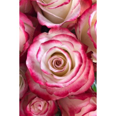 Троянда чайно-гібридна Світнес | Hybrid tea rose Sweetness | Роза чайно-гибридная Свитнес