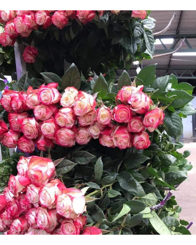 Троянда чайно-гібридна Світнес | Hybrid tea rose Sweetness | Роза чайно-гибридная Свитнес