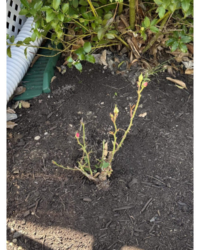 Троянда чайно-гібридна Світнес | Hybrid tea rose Sweetness | Роза чайно-гибридная Свитнес